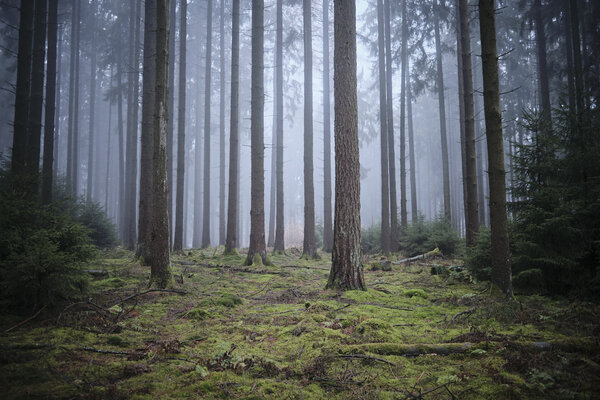 Mystischer Spessart-Wald in düsterem Ambiente 